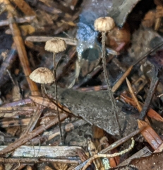 Crinipellis piceae