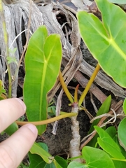 Philodendron quinquenervium