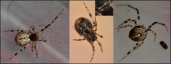 Cryptachaea blattea