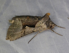 Autographa ampla