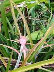 Ananas comosus microstachys