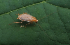 Planuncus tingitanus