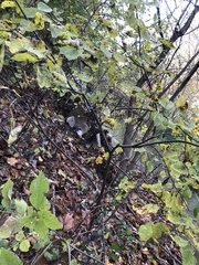 Prunus virginiana virginiana