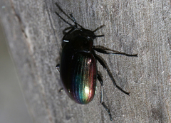 Chalcopteroides cyanopterus