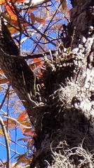 Epidendrum conopseum