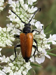 Paracorymbia