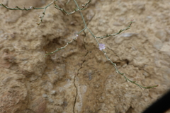 Limonium ruizii