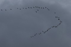 Anser brachyrhynchus