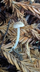 Entoloma cystomarginatum