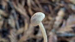 Entoloma cystomarginatum