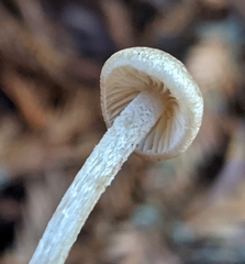 Entoloma cystomarginatum