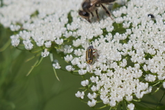 Astylus tucumanensis