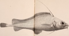 Mediterranean Codling photo 3
