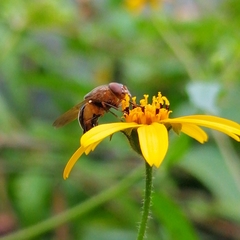 Copestylum chalybescens