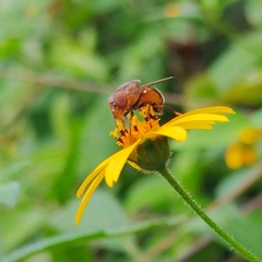 Copestylum chalybescens