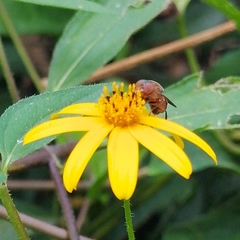 Copestylum chalybescens