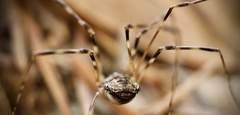 Leptobunus parvulus