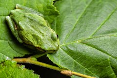 Hyla intermedia perrini