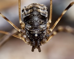 Leptobunus parvulus