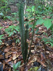 Trichomanes vittaria