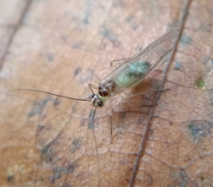 Stenopsocus stigmaticus