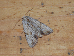 Apamea lithoxylaea