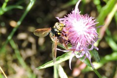 Spilomyia diophthalma