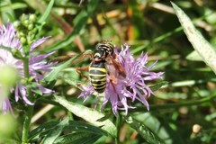 Spilomyia diophthalma
