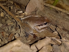 Ranoidea lesueuri