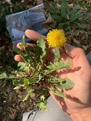 Taraxacum officinale