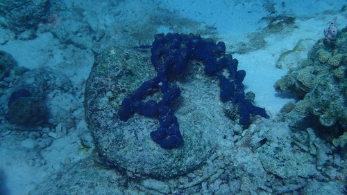 Aiolochroia crassa