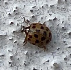 Harmonia axyridis