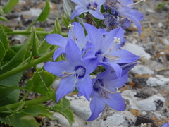 Campanula versicolor tenorei