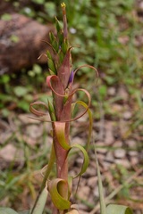 Tillandsia belloensis