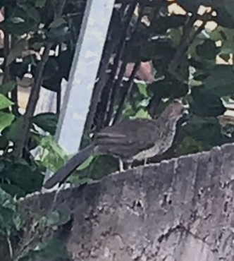 East Brazilian Chachalaca