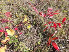 Rhus copallina image