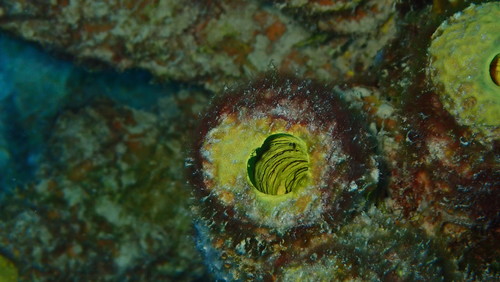 Aplysina lacunosa