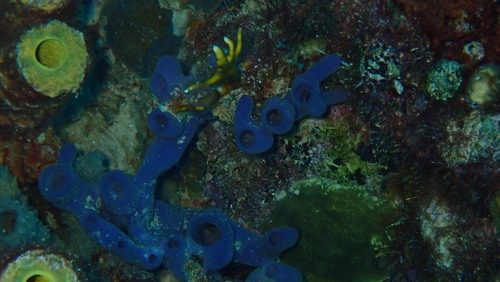 Callyspongia fallax