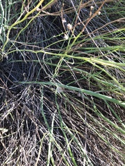 Chloracantha spinosa spinosa