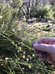 Chloracantha spinosa spinosa