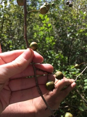 Crataegus suborbiculata