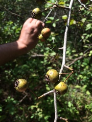 Crataegus suborbiculata