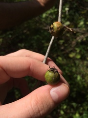 Crataegus suborbiculata