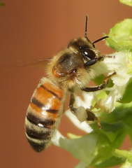 Apis mellifera