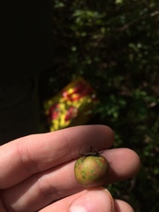 Crataegus suborbiculata