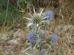 Eryngium amethystinum