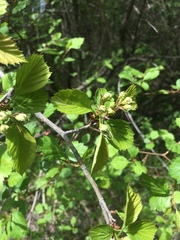 Crataegus suborbiculata