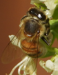 Apis mellifera