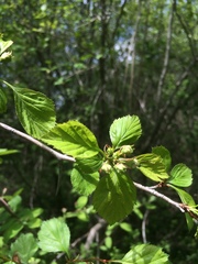 Crataegus suborbiculata