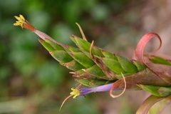 Tillandsia belloensis